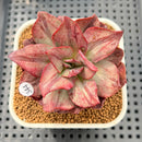 Echeveria 'Minigosaong' Striated Variegated 3" Succulent Plant Cutting