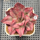 Echeveria 'Minigosaong' Striated Variegated 3" Succulent Plant Cutting