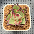 Echeveria Agavoides 'Phoenix' 3" Succulent Plant