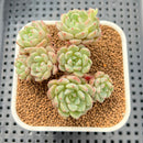 Echeveria 'Indian Rice' (인디안밥) 2"-3" Cluster Succulent Plant Cutting