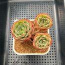 Echeveria 'Pyrensis' 2"-3" Succulent Plant Cutting