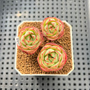 Echeveria 'Pyrensis' 2"-3" Succulent Plant Cutting