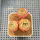 Echeveria 'Pyrensis' 2"-3" Succulent Plant Cutting