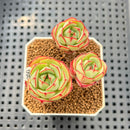 Echeveria 'Pyrensis' 2"-3" Succulent Plant Cutting