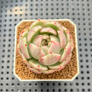 Echeveria 'Spring Rose' Variegated 2" Succulent Plant Cutting