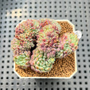 Echeveria Setosa Var. Deminuta Crested 2"-3" Succulent Plant Cutting