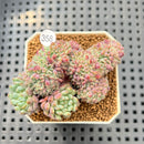 Echeveria Setosa Var. Deminuta Crested 2"-3" Succulent Plant Cutting