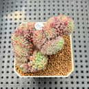 Echeveria Setosa Var. Deminuta Crested 2"-3" Succulent Plant Cutting