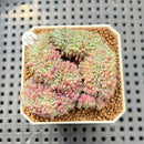 Echeveria Setosa Var. Deminuta Crested 2"-3" Succulent Plant Cutting