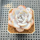 Echeveria Laui 2" Succulent Plant Cutting