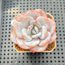 Echeveria Laui 2" Succulent Plant Cutting