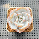 Echeveria Laui 2" Succulent Plant Cutting