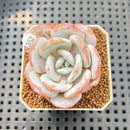 Echeveria Laui 2" Succulent Plant Cutting