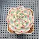 Echeveria Chihuahuaensis Variegated 2" Succulent Plant Cutting