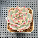 Echeveria Chihuahuaensis Variegated 2" Succulent Plant Cutting