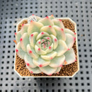 Echeveria Chihuahuaensis Variegated 2" Succulent Plant Cutting
