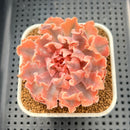 Echeveria 'Florence' Variegated 2" Succulent Plant Cutting