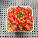 Echeveria Agavoides 'Fillite' 2" Succulent Plant Cutting