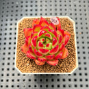 Echeveria Agavoides 'Fillite' 2" Succulent Plant Cutting