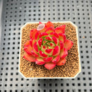 Echeveria Agavoides 'Fillite' 2" Succulent Plant Cutting