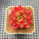 Echeveria Agavoides 'Fillite' 2" Succulent Plant Cutting