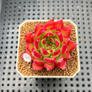 Echeveria Agavoides 'Fillite' 2" Succulent Plant Cutting