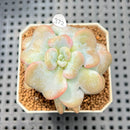 Echeveria 'Heart Song' 2" Succulent Plant Cutting