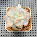 Echeveria 'Heart Song' 2" Succulent Plant Cutting