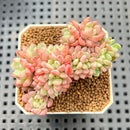 Echeveria 'Indian Rice' (인디안밥) 2"-3" Cluster Succulent Plant Cutting
