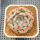 Echeveria 'Ruby Brush' 2" Succulent Plant Cutting