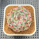 Echeveria 'Ruby Brush' 2" Succulent Plant Cutting