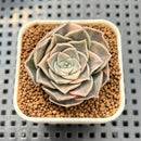 Echeveria 'Anna' Variegated 1" Succulent Plant Cutting