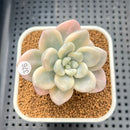 Graptoveria 'Caviar' Variegated 2" Succulent Plant Cutting