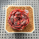 Echeveria 'Spicy Rose' 1" Succulent Plant Cutting