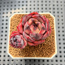 Echeveria 'Spicy Rose' 1" Succulent Plant Cutting