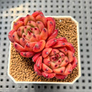 Echeveria Agavoides 'Asuka' 2" Succulent Plant Cutting