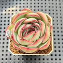 Echeveria 'Chubby Bunny' 2" Succulent Plant Cutting
