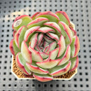 Echeveria 'Chubby Bunny' 2" Succulent Plant Cutting