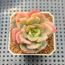 Echeveria 'Haemil' Variegated 2" Succulent Plant Cutting