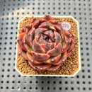 Echeveria 'Hyun-ae' 2" New Hybrid Succulent Plant Cutting