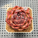 Echeveria 'Hyun-ae' 2" New Hybrid Succulent Plant Cutting