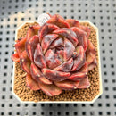 Echeveria 'Hyun-ae' 2" New Hybrid Succulent Plant Cutting
