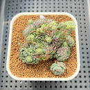 Echeveria 'Globulosa' 2" Succulent Plant Cutting