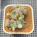 Echeveria 'Globulosa' 2" Succulent Plant Cutting