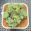 Echeveria 'Globulosa' 2" Succulent Plant Cutting