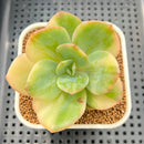 Echeveria 'Hakuhou' Variegated 3" Succulent Plant Cutting