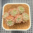 Echeveria 'Indian Rice' (인디안밥) 2"-3" Cluster Succulent Plant Cutting