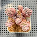 Sedum 'Pink Diora' 1"-2" Succulent Plant Cutting