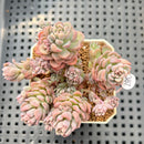Sedum 'Pink Diora' 1"-2" Succulent Plant Cutting