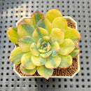 Echeveria 'Acacia' Variegated 2" Succulent Plant Cutting